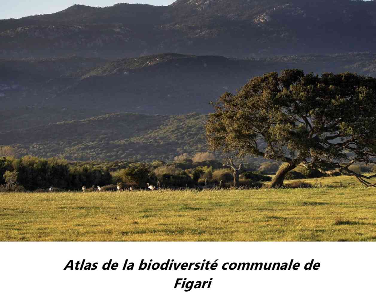 Atlas de la Biodiversité Communale de Figari - Cumuna di Figari